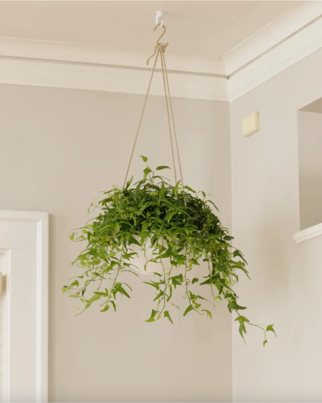 Character The Plant Hanging Kit