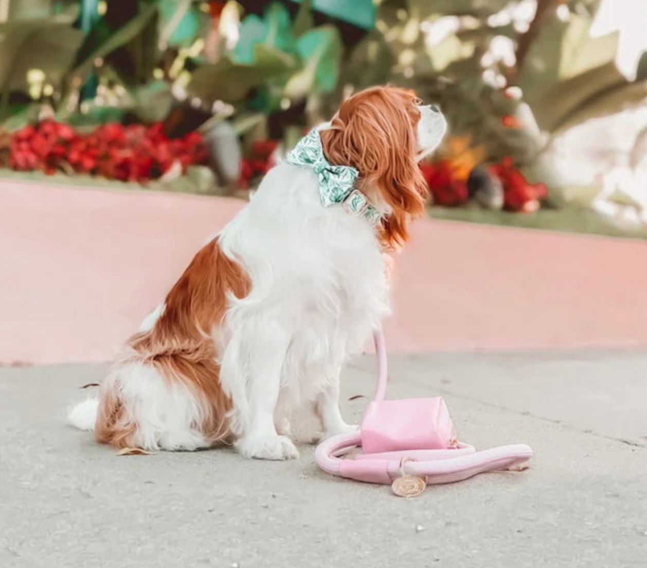 Doggie Republic Bow Tie