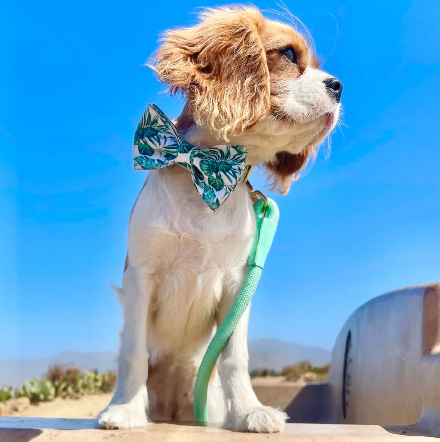 Doggie Republic Bow Tie - Brooklyn