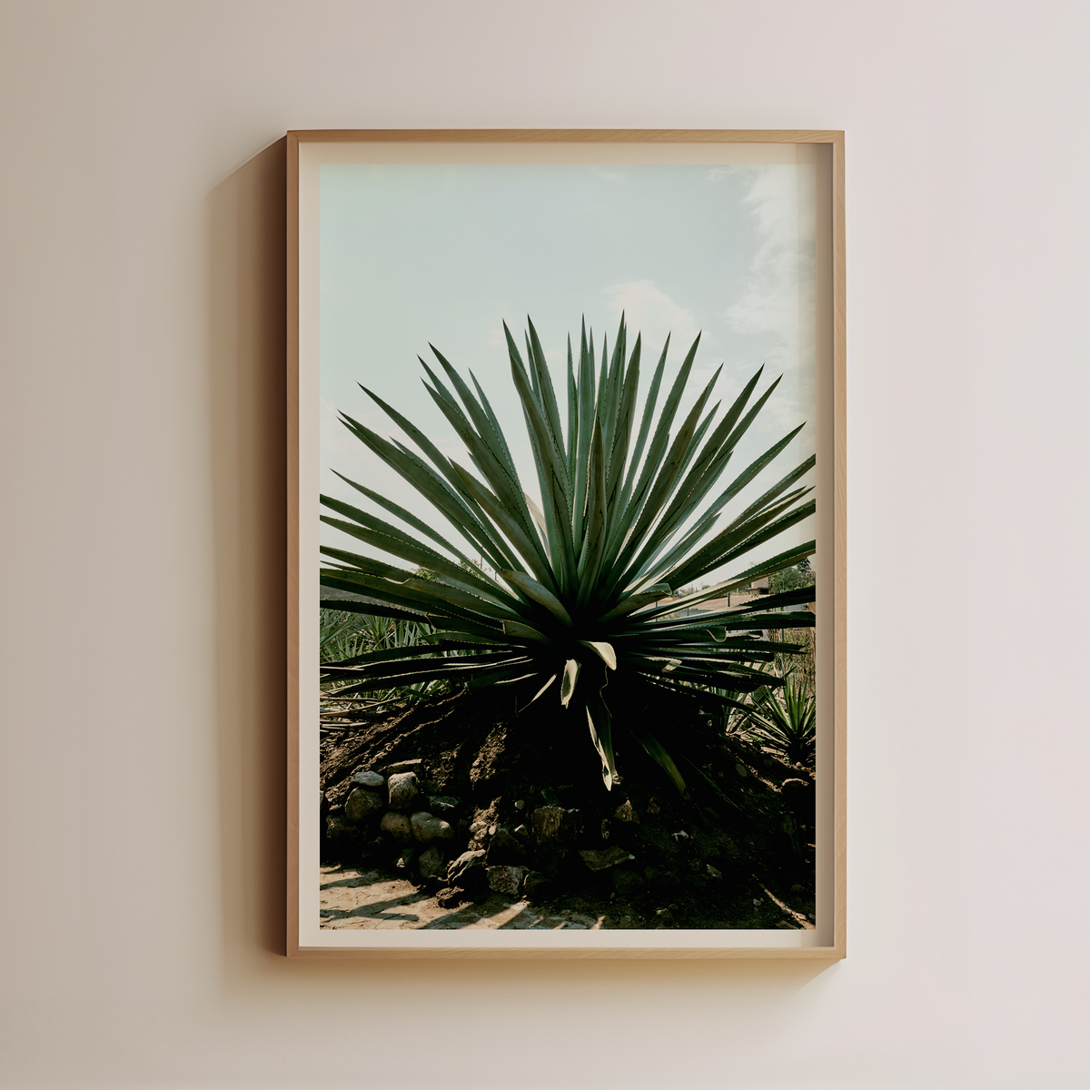 Agave by Luis Martinez