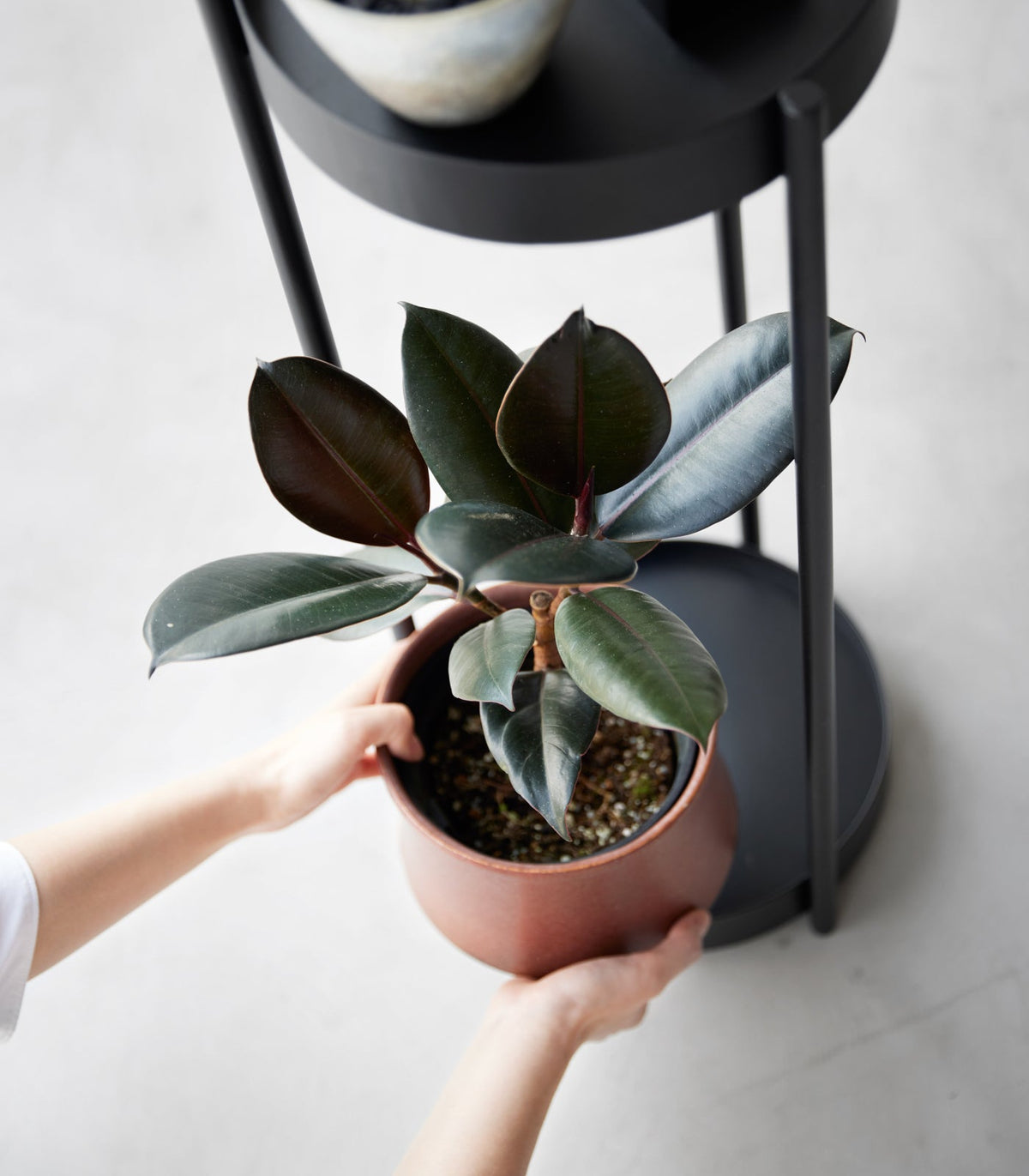 Two-Tier Rolling Plant Stand (28" H)  - Steel